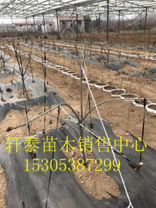 红灯樱桃苗 高产特性与生态建材销售的协同发展