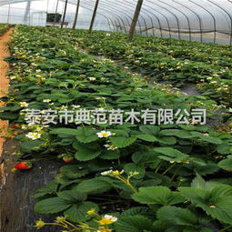 五月香草莓苗基地 融合生态理念，引领草莓产业发展